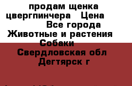 продам щенка цвергпинчера › Цена ­ 15 000 - Все города Животные и растения » Собаки   . Свердловская обл.,Дегтярск г.